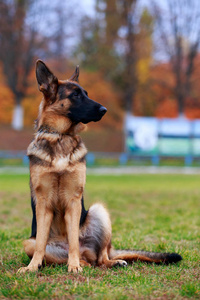 狗种德国牧羊犬正坐在公园的绿草上