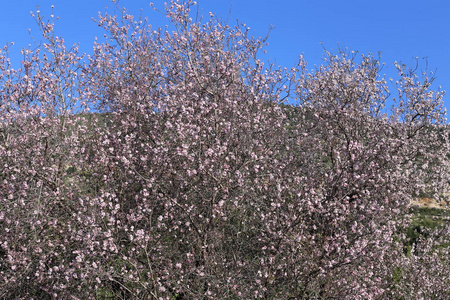 以色列大果园里的杏仁花