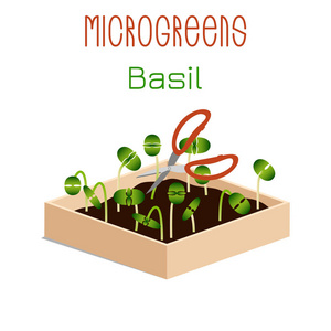 微透镜罗勒。 在有土壤的盒子里生长微绿色。 用剪刀剪收成。 维生素补充素食物