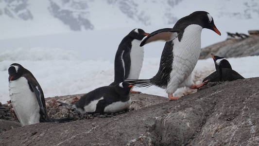 南极野生动物海滩极地海