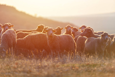 日落时分，一群羊带着温暖的镜头耀斑