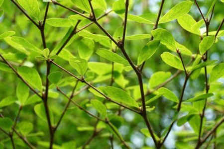 大自然花园中的新绿叶图片