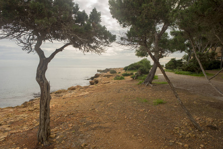 伊比沙海边的树木阴天西班牙