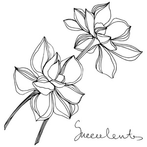 黑白水墨植物图片