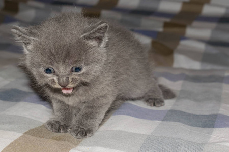 小灰小猫图片