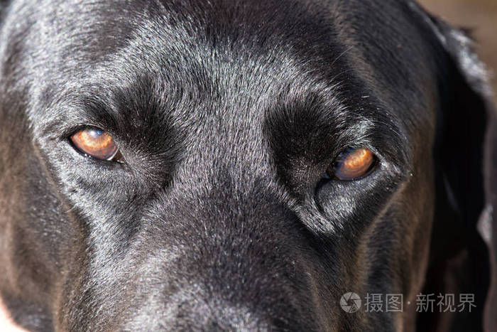 黑拉布拉多猎犬眼睛的细节