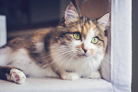 家猫的性质图片