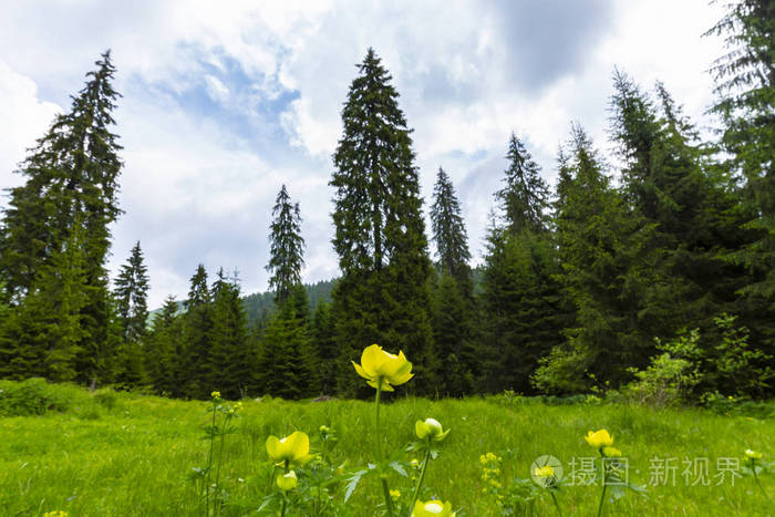 春天群山中美丽的田园风光杉树森林绿叶和云彩