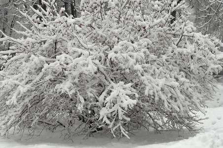 公园里的一场雪，树枝上有很多雪。