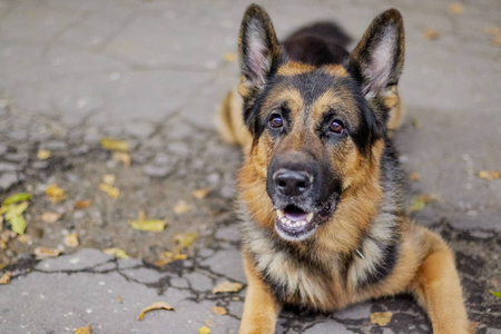 秋天的傍晚，德国牧羊犬在户外活动