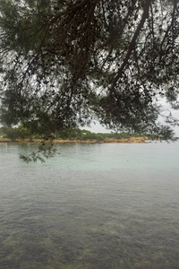 伊比沙海边的树木阴天西班牙