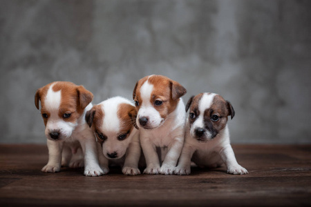 只爪子受伤的狗图片