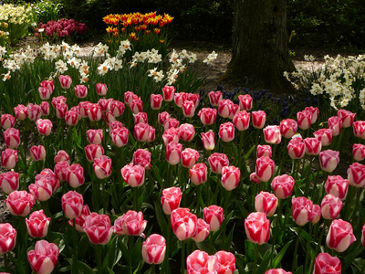 花园里的白色和红宝石双色郁金香。 五月初在荷兰的花园。