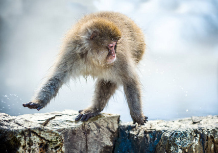 猕猴跳过自然温泉. 冬季. 日本猕猴的科学名称:马卡猴,又称雪猴.照片