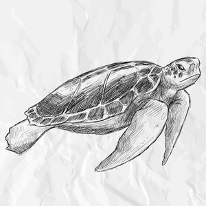 手绘矢量插图. 白色背景的海龟照片