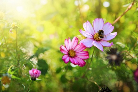 粉红色的宇宙花和蜜蜂。自然夏天背景