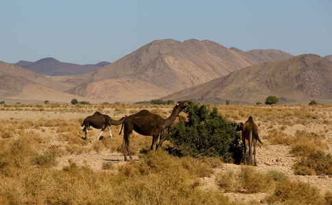 摩洛哥沙漠的景观
