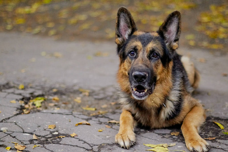 秋天的傍晚，德国牧羊犬在户外活动