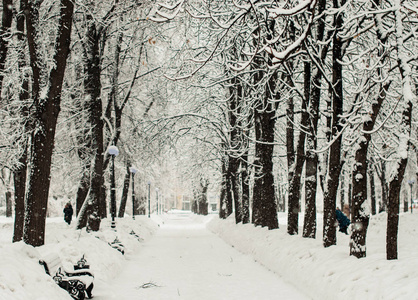 公园里的一场雪，树枝上有很多雪。