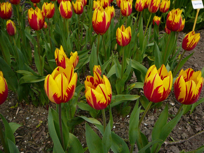 花园里的双色郁金香。 红色和黄色。 五月初，荷兰的花园花卉。