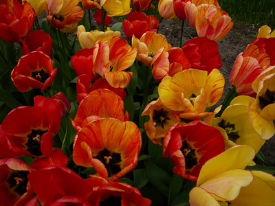 花园里明亮的黄色和橙色的郁金香。 五月初在荷兰的花园。
