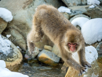 跳跃的猴子图片