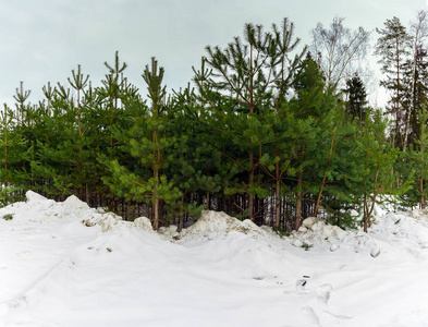 俄罗斯莫斯科地区冬季景观松树雪堆