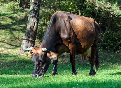 这头牛在一片绿色的田野上放牧。