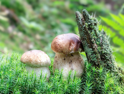 绿苔背景下的秋菇