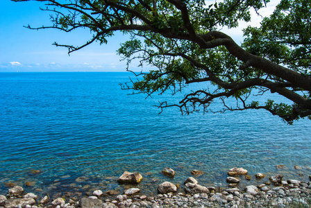 阳光明媚的夏日，透过松枝的海景