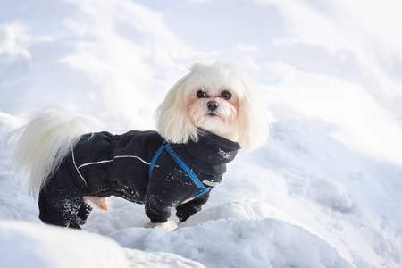 狗雪冬天