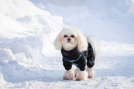 狗雪冬天