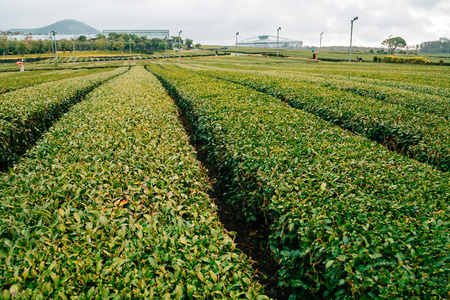韩国济州岛奥斯鲁克绿茶场