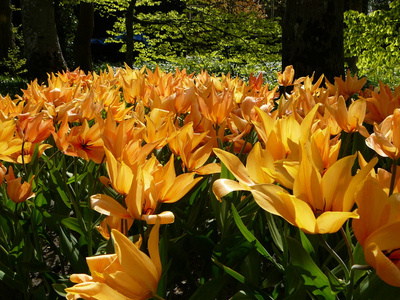 花园里美丽的春花。 晴天的橙色花朵。 五月初在荷兰的花园。