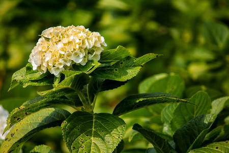 黄色绣球花在自然界中盛开。绣球花是一个植物属，有70种75种花。