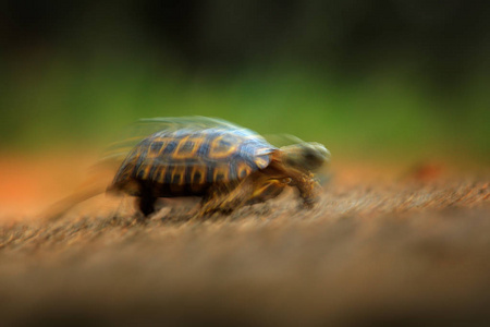 乌龟在动锅。 豹龟在橙色砾石路上。 海龟在绿色森林栖息地克鲁格NP南非。 来自大自然的乌龟野生动物场景。