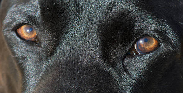黑拉布拉多猎犬眼睛的细节。
