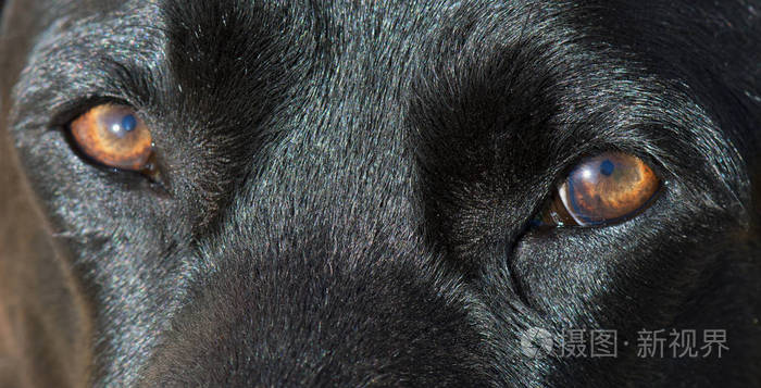 黑拉布拉多猎犬眼睛的细节