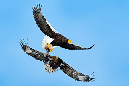 s sea eagles, Haliaeetus pelagicus, flying birds of prey in wint