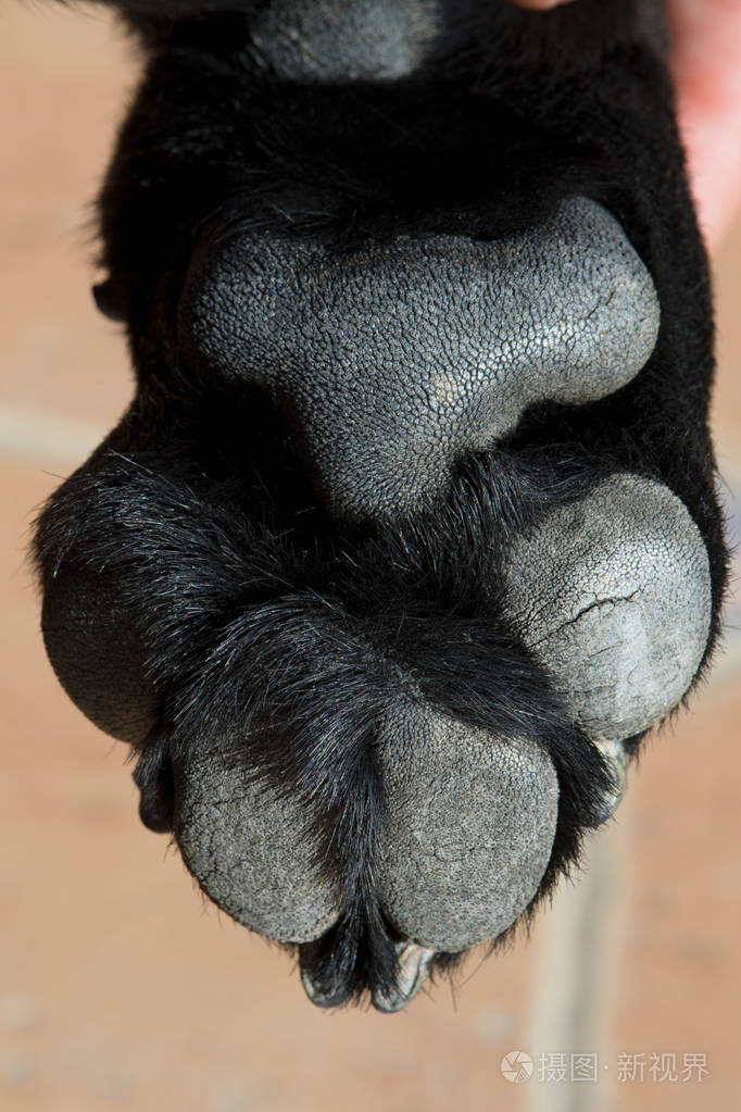 黑拉布拉多猎犬狗爪子的细节