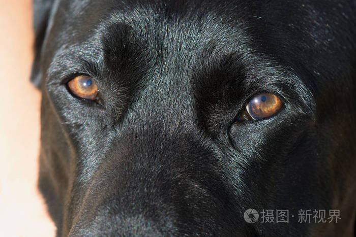 黑拉布拉多猎犬眼睛的细节