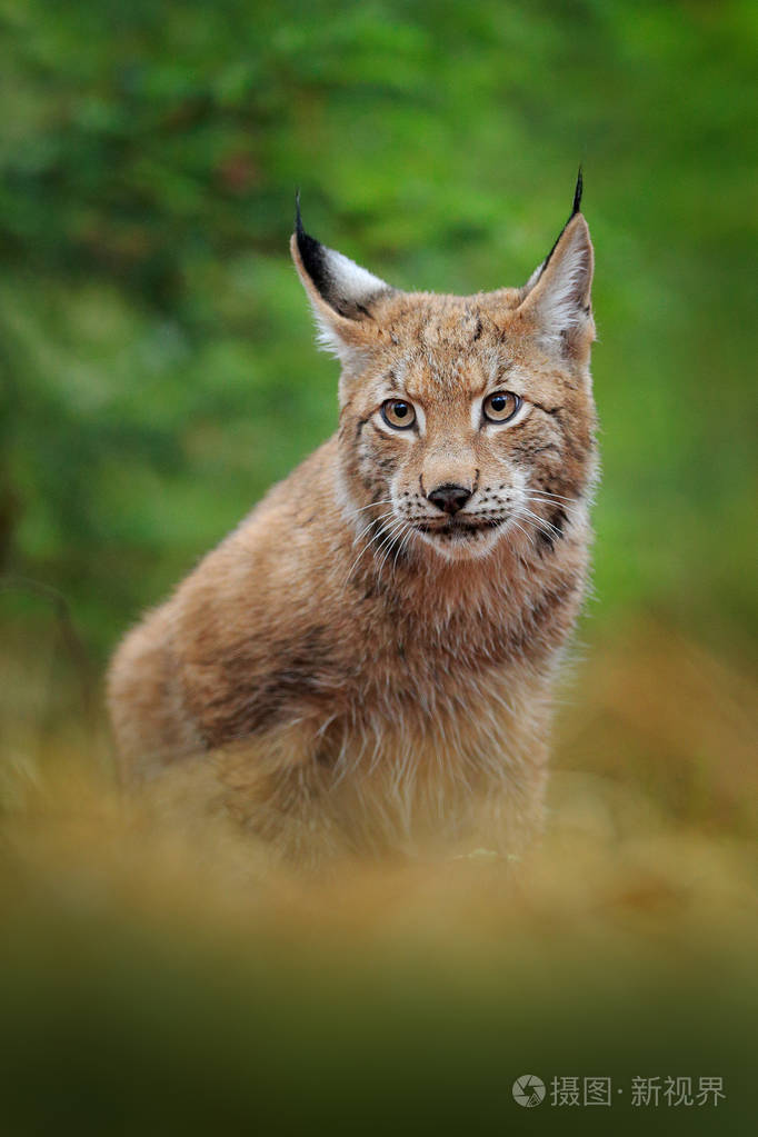 来自德国的野猫. 山猫在树间. 在秋草中猎食食肉动物. 绿林中的.