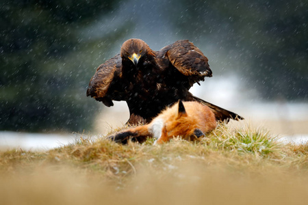 鸟为食的蜘蛛图片