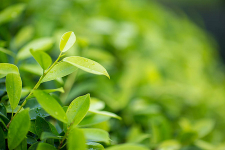 自然绿植景观生态清新壁纸概念. 园林绿化背景模糊绿叶的自然景观.