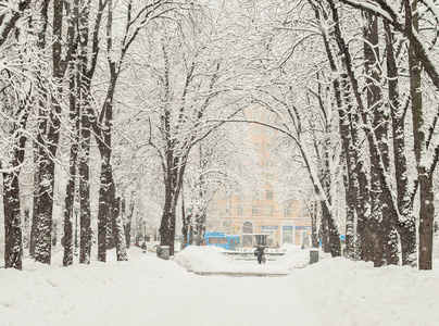 公园里的一场雪，树枝上有很多雪。