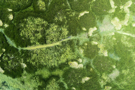 鸟瞰无人机拍摄自上而下的绿色森林和湖泊美丽的荒野自然风光为背景。