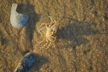沙滩沙蟹的宏观照片