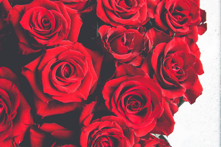 大红色玫瑰花束, 玫瑰的背景