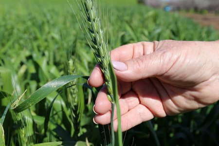 2月，以色列北部的一片田野里生长着绿色的小麦