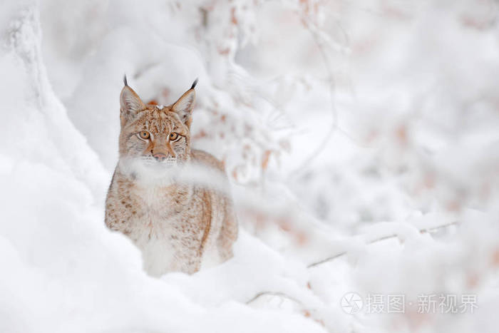 欧亚带着雪在森林里散步野猫 来自冬季自然的野生动物场景 可爱的大猫在栖息地寒冷的条件下 雪林与美丽的动物 野德国 照片 正版商用图片18wnsv 摄图新视界 欧亚带着雪在森林里散步野猫 来自冬季自然的野生动物场景 可爱的大猫在栖息地寒冷的条件下 雪林与美丽的动物 野德国 照片 正版商用图片18wnsv 摄图新视界